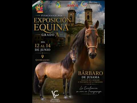 EXPOEQUINA GRADO "A" FUSAGASUGA - CUNDINAMARCA 2026 - TROCHA Y GALOPE / TROTE Y GALOPE ( HEMBRAS )