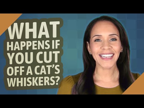 What happens if you cut off a cat's whiskers?