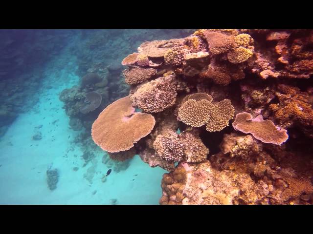Reef Snorkeling at Fiji Octopus Resort