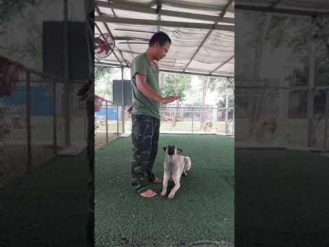 Huấn luyện chó cỏ tại trường huấn luyện chó Vũng Tàu - Cường Phát