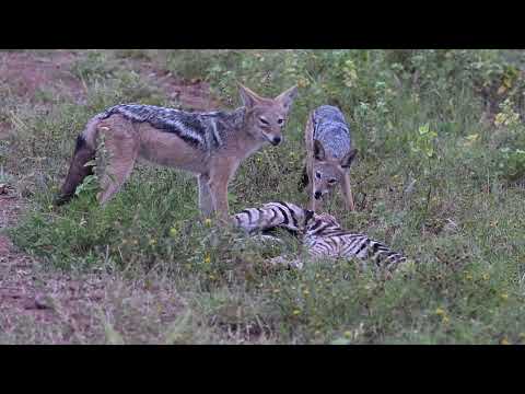 Black backed Jackal at Madikwe Game Reserve in South Africa