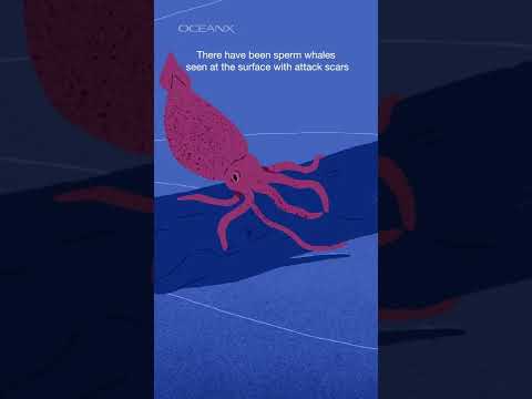 How We Could Tag A Colossal Squid