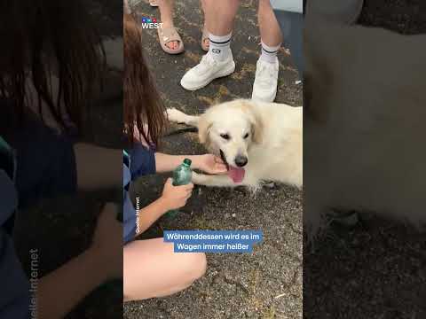 Bottrop (NRW): Hund fast acht Stunden im Auto eingesperrt - Rettung in letzter Sekunde | RTL WEST