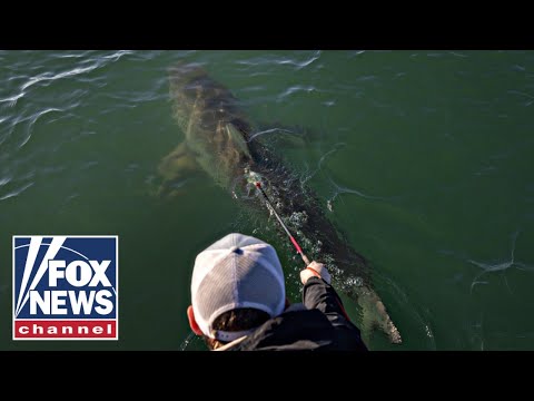 'TRULY INCREDIBLE': Largest-ever male great white shark resurfaces off NJ coast