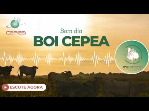 Edição 17/09/2026: Bom dia do Boi CEPEA