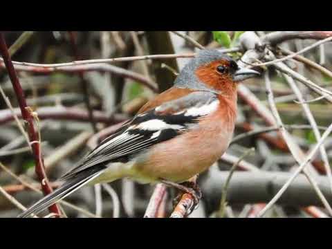 Opwekking 664 Rijken en armen