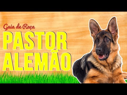 GERMAN SHEPHERD BREED GUIDE | RICHARD RASMUSSEN