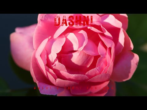 Naldi x Don Ergit - Dashni (Lyrics Video)