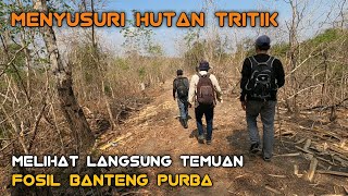 Download lagu Menyusuri Hutan Tritik, Melihat Penemuan Fosil Banteng Purba Di Tengah Hutan Tritik Nganjuk mp3 Download lagu Menyusuri Hutan Tritik, Melihat Penemuan Fosil Banteng Purba Di Tengah Hutan Tritik Nganjuk mp3