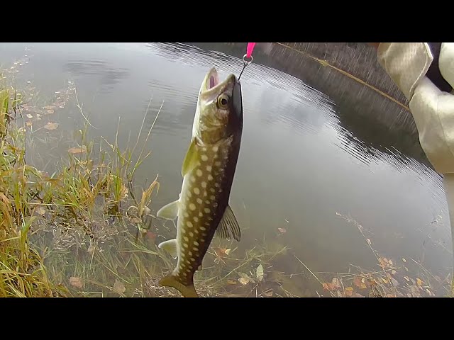 北海道 第1話 北海道 鹿の子ダムのルアーフィッシング 湖で二桁の釣果 対象魚 サクラマスニジマスアメマス Youtube 動画