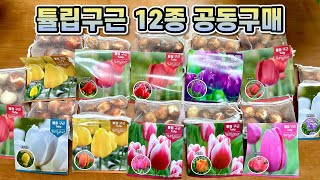 튤립구근 12종!! 튤립축제 함께 준비해 보아요!!