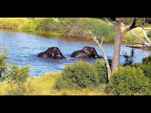 Elephants Arrive for a  Pool Party at Djuma Cam 2/11/26