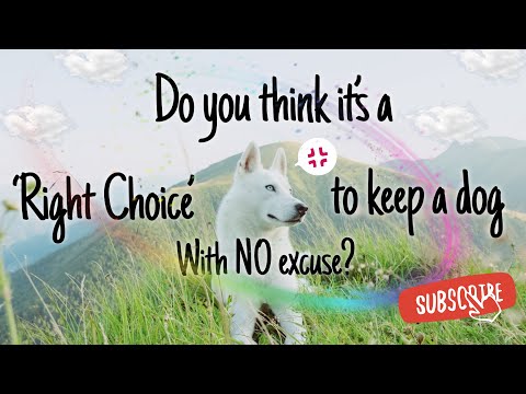 What did our prophet say about dogs?