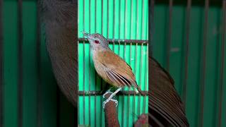 Download lagu masteran pembangkit mental jadikan burung pelanduk semak bahan lekas gacor dengan pancingan ini. mp3