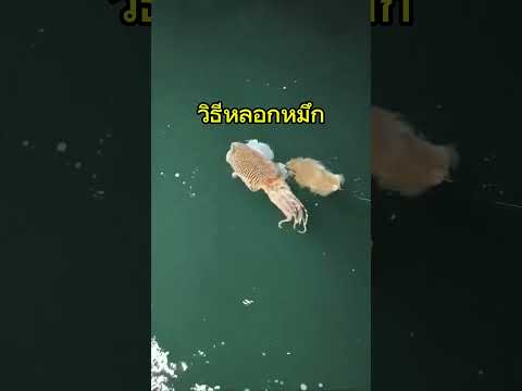หลอกตักหมึก #ตกหมึก #ตกปลา