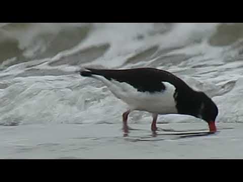 190104#04 Oystercatcher