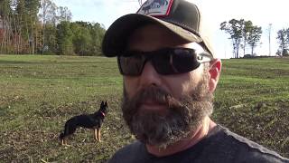 COYOTE ATTACKS IN BROAD DAYLIGHT, MY GERMAN SHEPHERD IS OK.. THE GOAT WASN&#39;T SO LUCKY