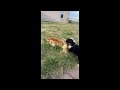 Miniature Australian Shepherd dogs for sale: Maverick - Video 1