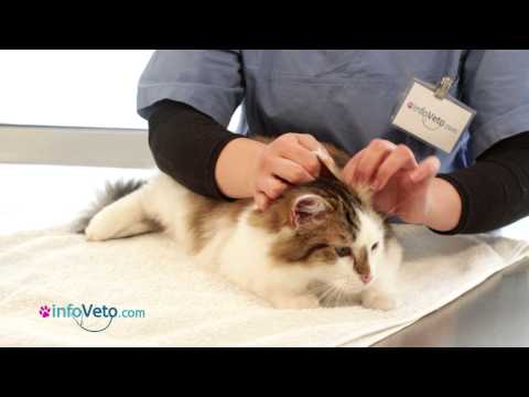 comment traiter gale oreille chat