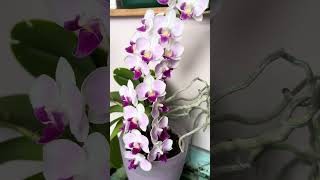 Stunning Orchids
