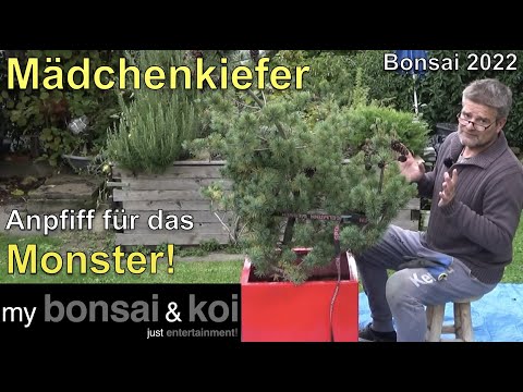 Bonsai 2022-59 - Mädchenkiefer - Pinus parviflora - das Spiel mit dem Monster beginnt!