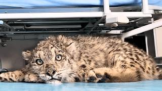 Rescued snow leopard "Ling Xiaomang" became best friends with Ling Xiaozhe after 3 months of care.
