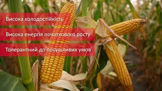 youtube_image