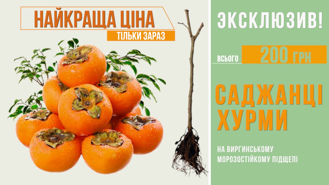 ХУРМА: купити саджанці хурми поштою - ціна в Києві, Одесі та Україні в ...