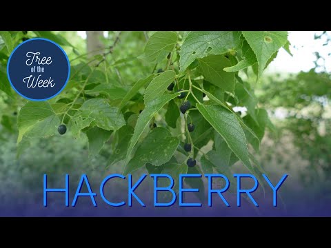 Tree of the Week: Hackberry