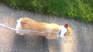 Dog on the sidewalk.