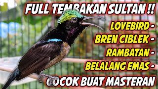 Download lagu MASTERAN KOLIBRI NINJA GACOR FULL MATERI TONJOLAN MEWAH !! PANCINGAN KONIN BONGKAR ISIAN SULTAN mp3