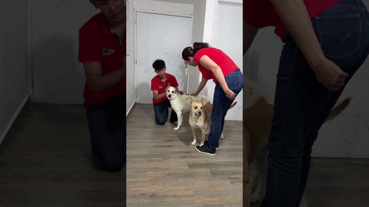 Enlarge MATEO, a Adoptable mixed breed in Langley, BC video 5/6