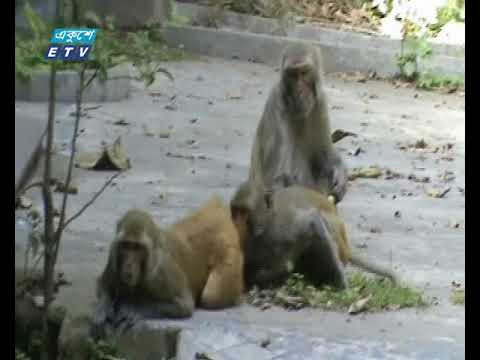বিলুপ্তির পথে চাঁদপুরের পুরাণবাজারের বানর
