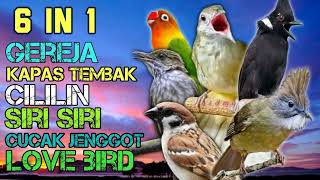Download lagu RAJANYA TEMBAKAN JADI SATU !!! KHUSUS TEMBAKAN KASAR !!! JEDA 30 DETIK mp3