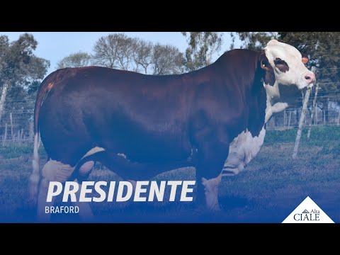 👉 CIALE Alta | Toro 𝐏𝐑𝐄𝐒𝐈𝐃𝐄𝐍𝐓𝐄 | Braford ✅ La mejor #GENETICABOVINA