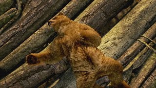 Tekken 7 – Trailer Rivelati Kuma &amp; Panda