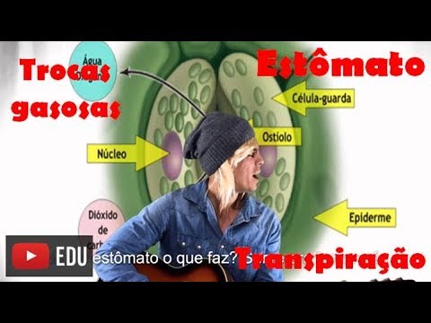 Estômato: Trocas Gasosas e Transpiração Vegetal - Paródia Professor Gustavo