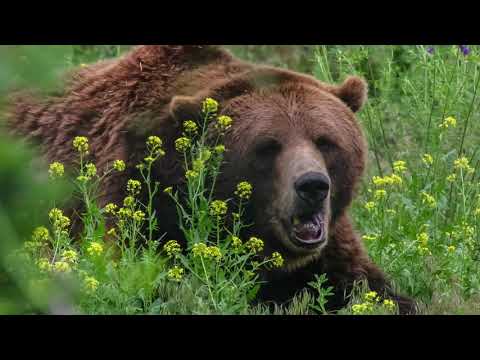 Bear Safety On The Trail