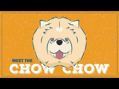Chow Chow | CKC Breed Facts & Profile