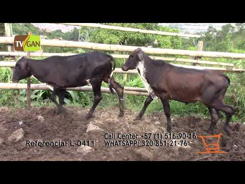 2021 TERNERAS TIPO LECHE L-0411