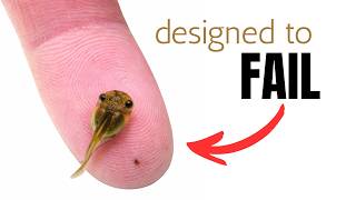 Only 1% of Tadpoles Survive — This One Beat the Odds.....mystery tadpole