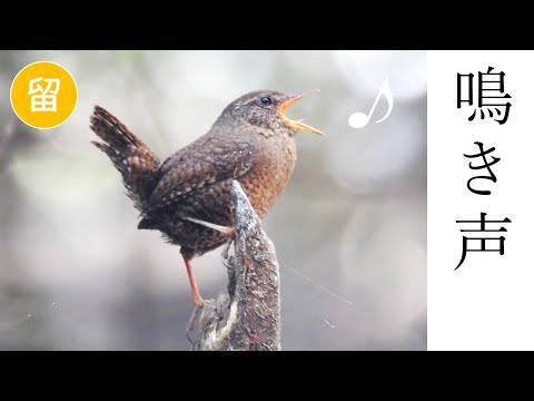 IUCN分類における絶滅の危険性を示す図。