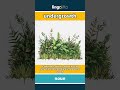 undergrowth - small plants, bushes, and... video thumbnail