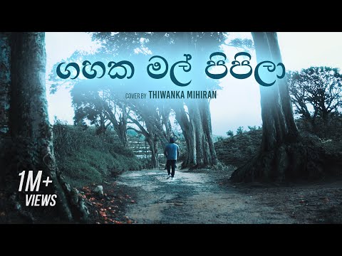 Gahaka Mal Pipila | ගහක මල් පිපිලා - Cover by Thiwanka Mihiran