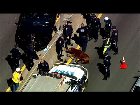 New York City police officers worked to wrangle a cow that became loose Tuesday on a busy highway in the Bronx. (March 19)