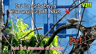 Download lagu Memujuk Merbuk Garang By C Buntat_ ( Part 1) mp3 Download lagu Memujuk Merbuk Garang By C Buntat_ ( Part 1) mp3
