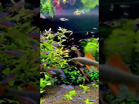 Best Tank Mates for Neon Tetra Aquarium