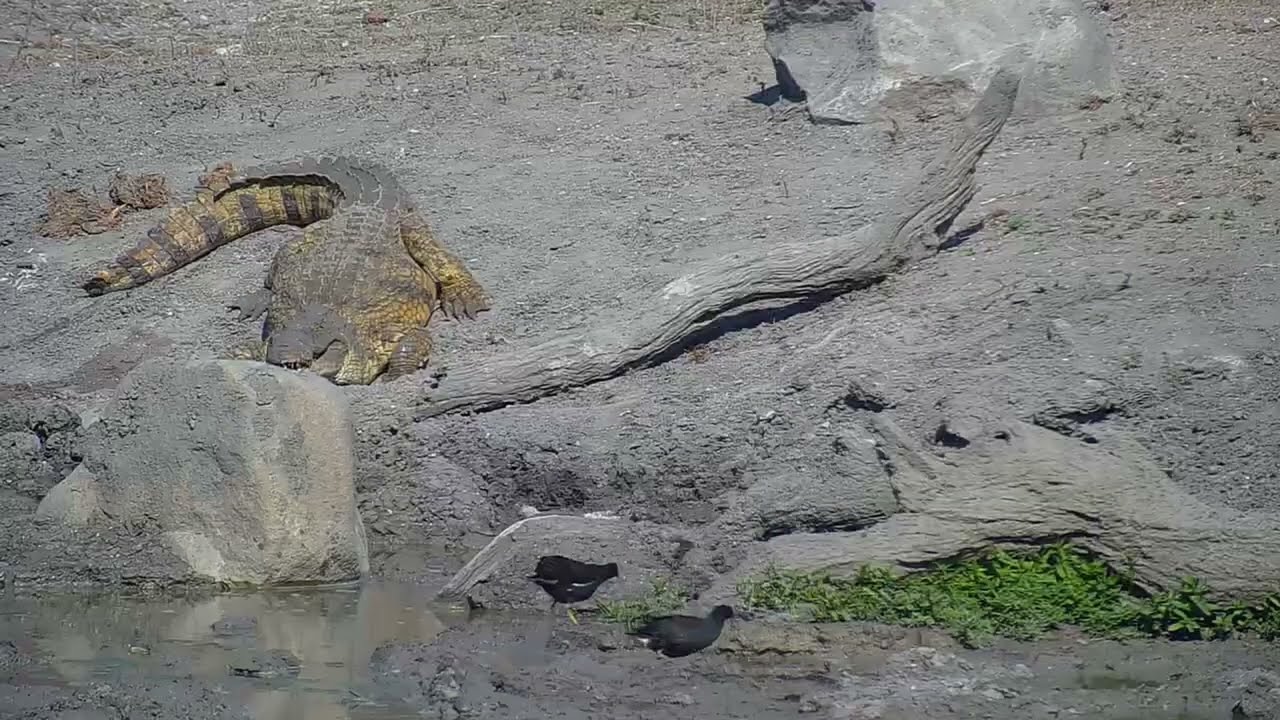 Monitor Lizard vs Birds | Ranger Insights