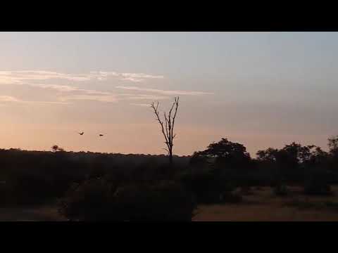 Djuma: Two large birds flying in the golden morning light  - 05:38 - 01/06/21