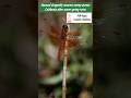 Unusual dragonfly swarms sweep across California after warm spring rains